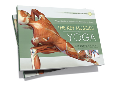 The Key Muscles of Yoga