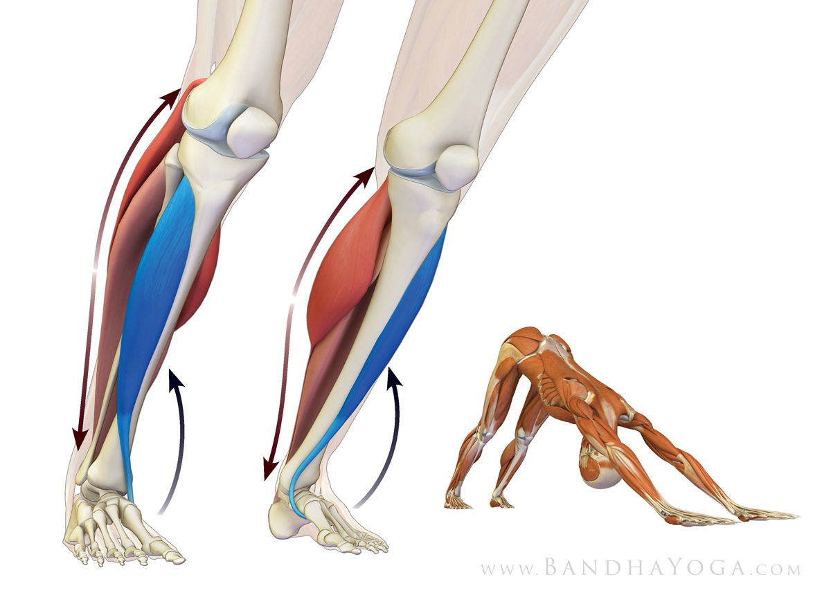 An anatomical illustration of the calf muscles in Downward Dog yoga pose