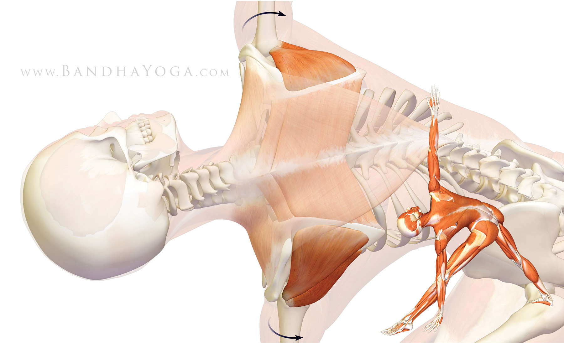 The Daily Bandha: Shoulder Biomechanics, Part II: The Infraspinatus