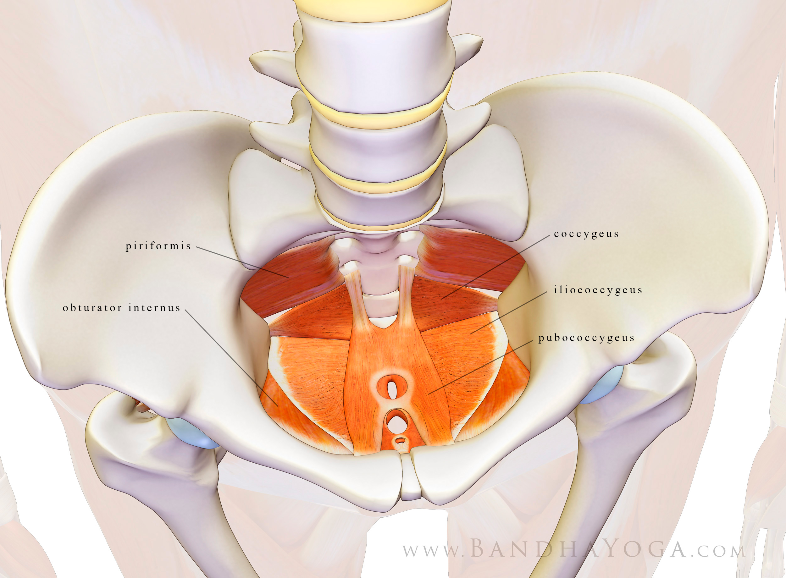 The Daily Bandha The Pelvic Floor