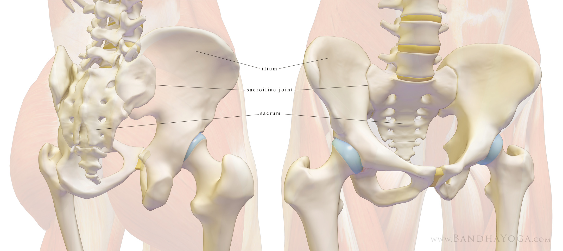 sacroiliac joint muscles