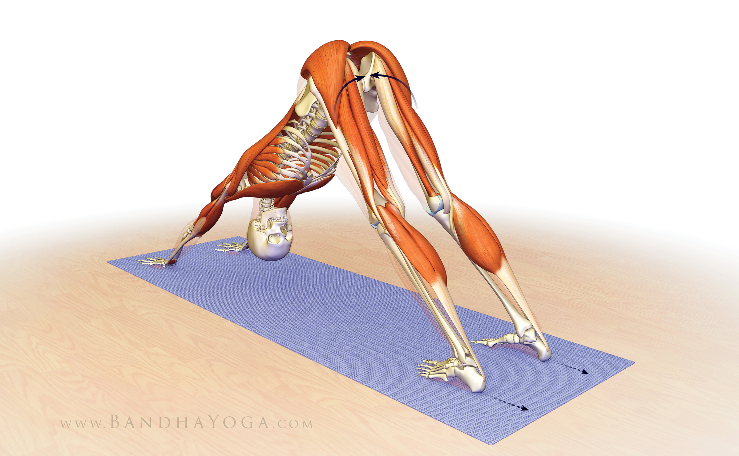 A skeleton figure in Downward Dog yoga pose, attempting to drag the feet away from the hands to stabilize the pose