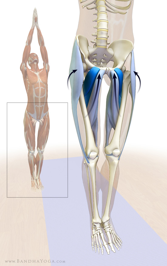 the adductors and TFL in mountain pose