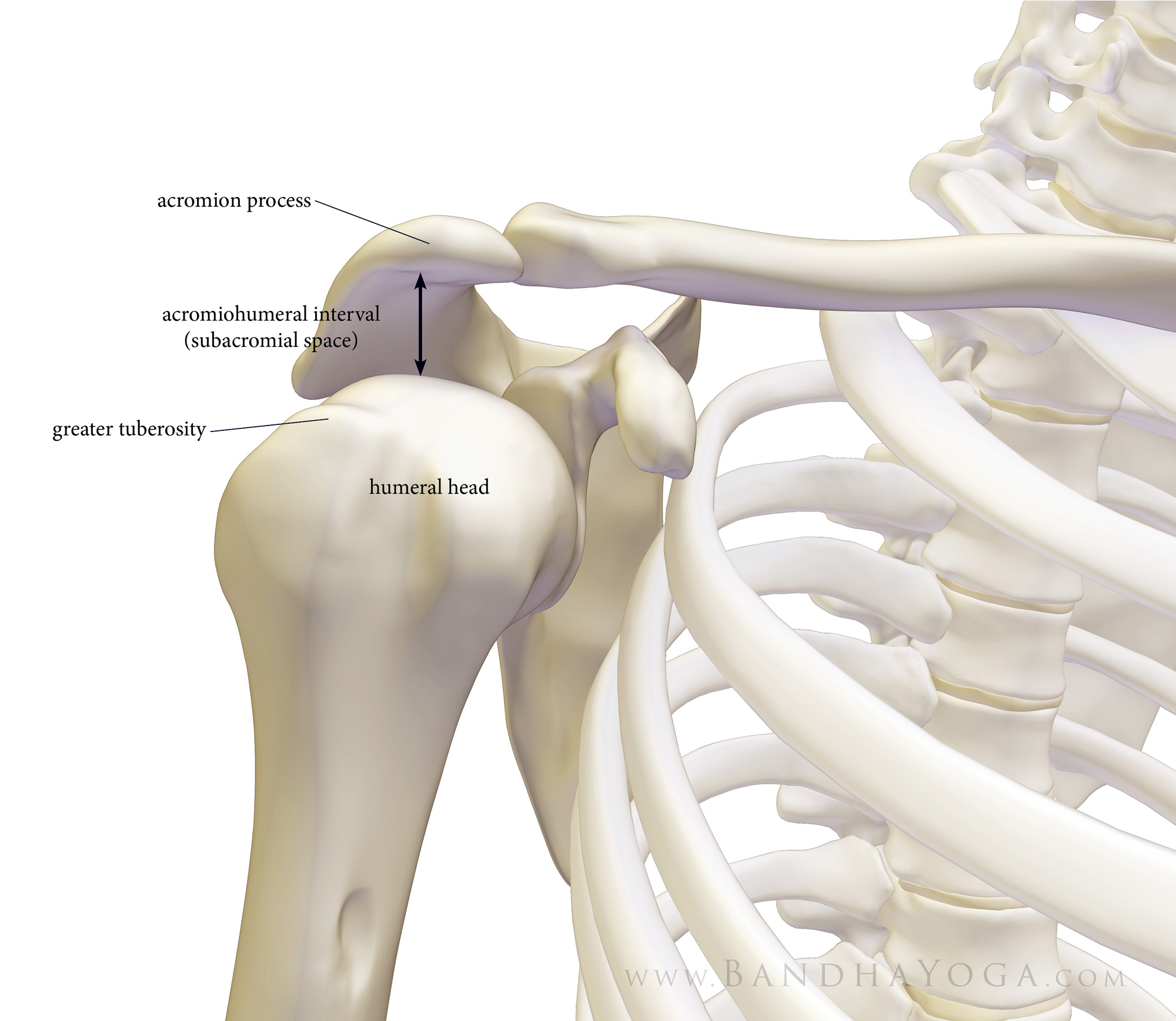 An anatomical illustration of the acromio-humeral interval of the shoulder
