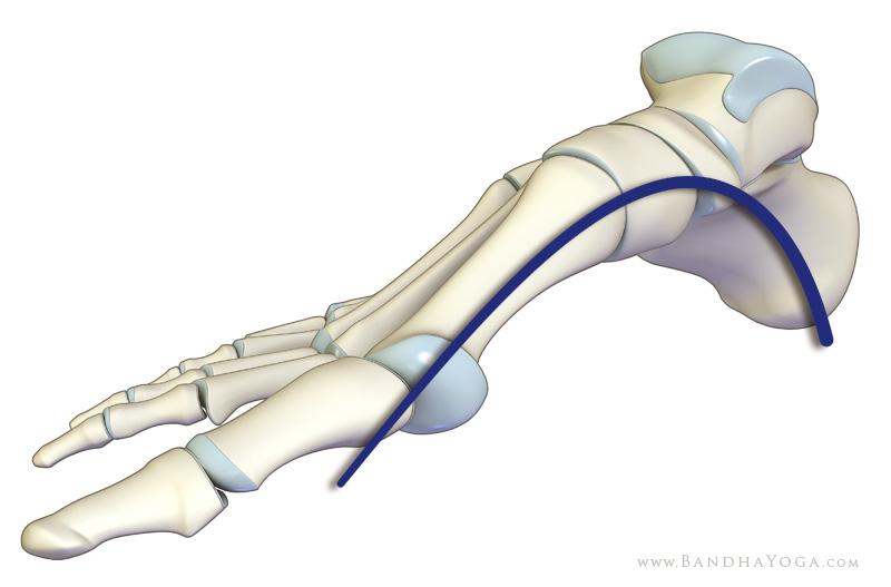 the longitudinal arch of the foot