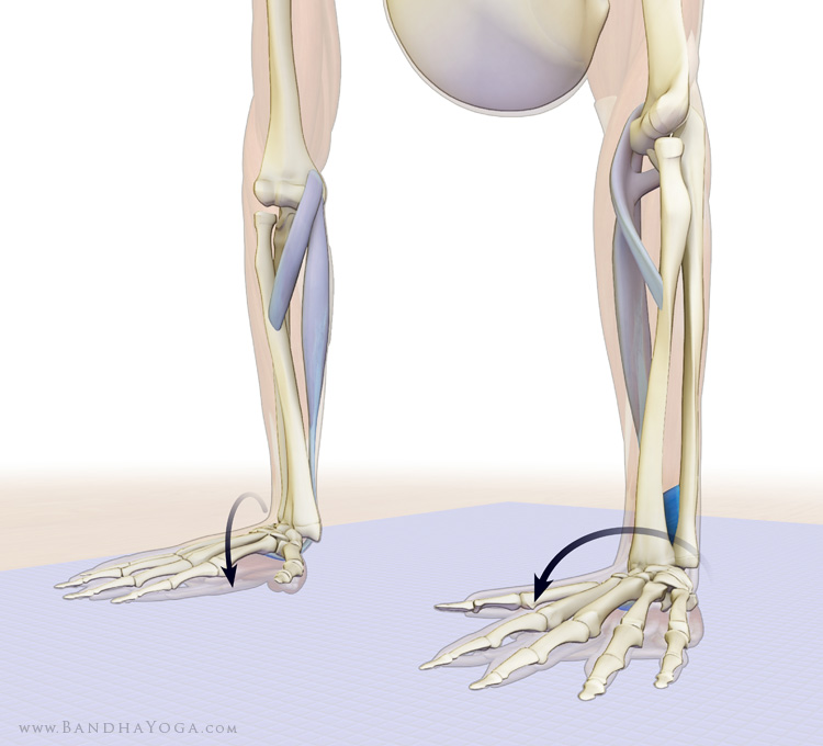 pronation in full arm balance