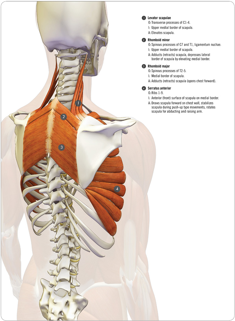 anatomy of the serratus anterior