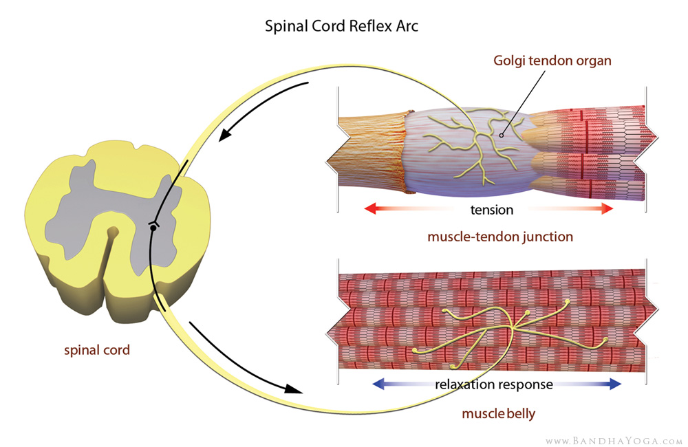 golgi tendon organ, spinal cord reflex arc