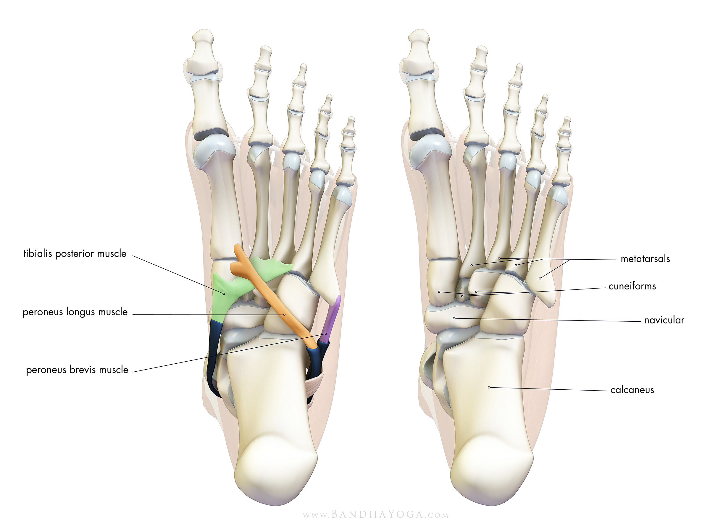 Foot Pronation