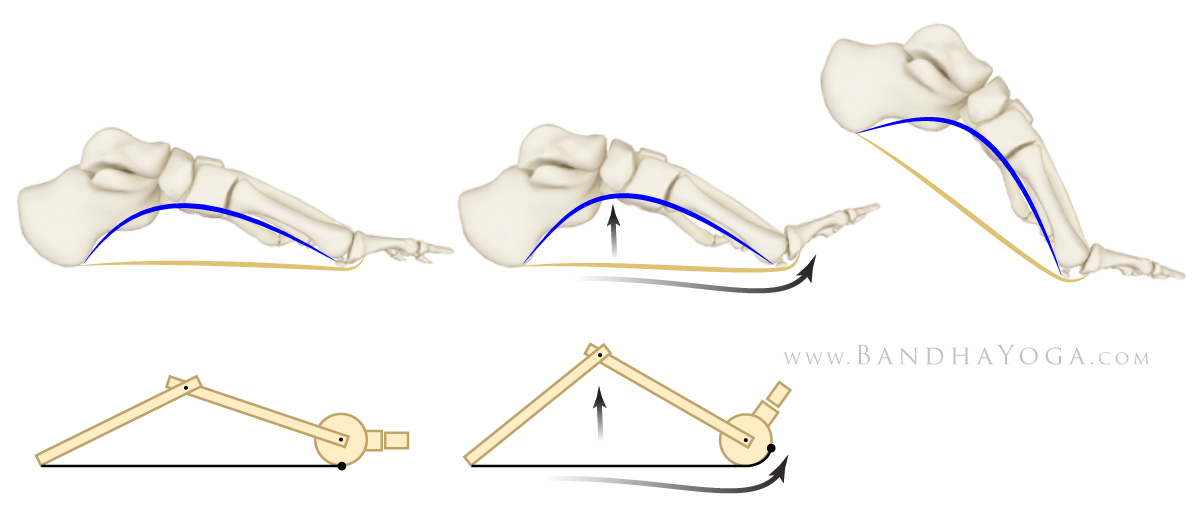 Plantar Fascia