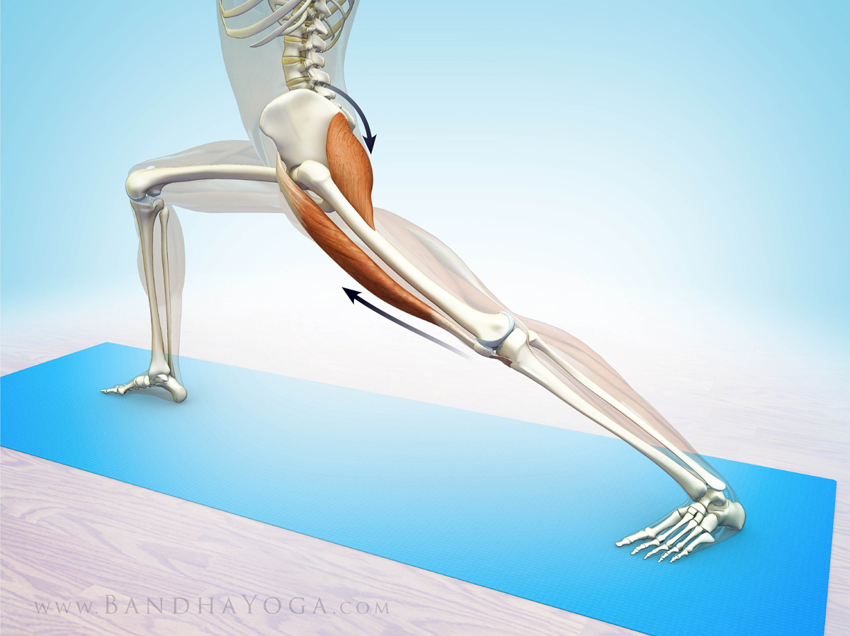 Best exercise for rectus femoris best sale
