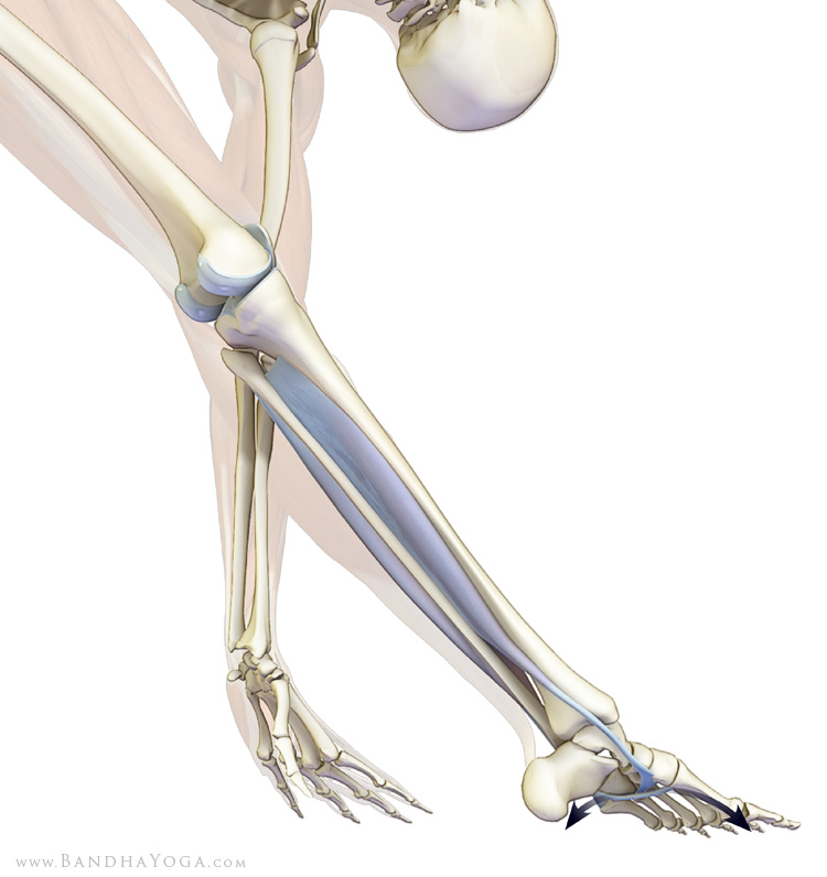 Lower leg muscles in Trikonasana