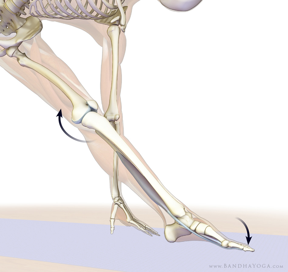 Lower leg muscles in Trikonasana