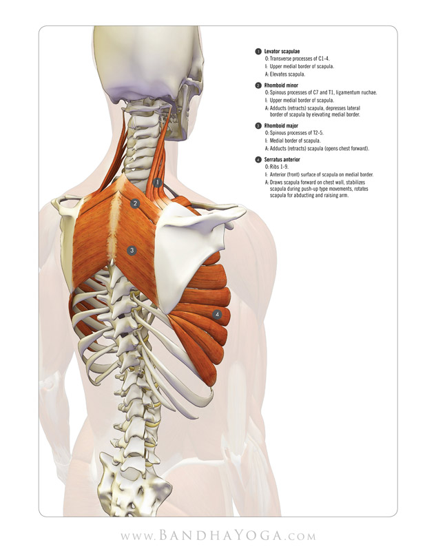 <strong>Scapulothoracic Muscles</strong> - This image is from the 'Anatomy Index' in the 'Yoga Mat Companion' Series