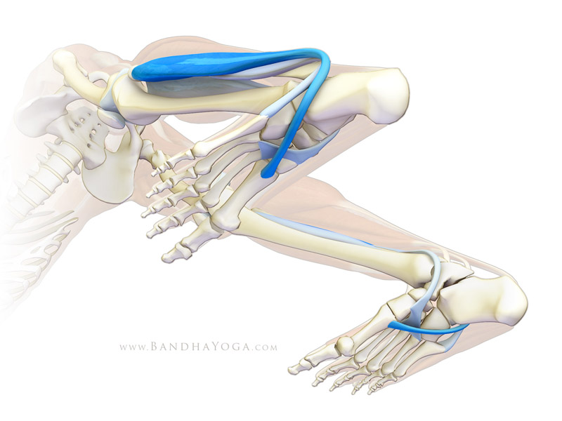 <strong>Foot Arches in Down Dog</strong> - This image is from H<em>ow to Balance Opposites in the Foot and Ankle on the Daily</em> Bandha blog Series