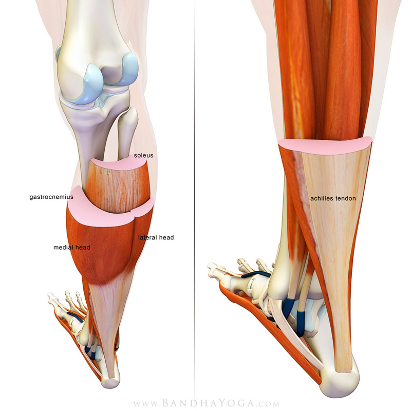 <strong>Gastroc Soleus Cross Section</strong> - This image is from the post <em>The Gastrocnemius/Soleus Complex in Yoga</em> on the <em>Daily Bandha</em> blog Series