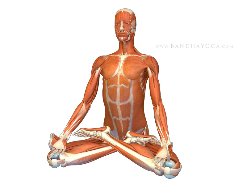 <strong>Padmasana - Lotus Pose</strong> - This image is from <em>Anatomy for Hip Openers and Forward Bends </em> from the <em>Yoga Mat Companion</em> book series.