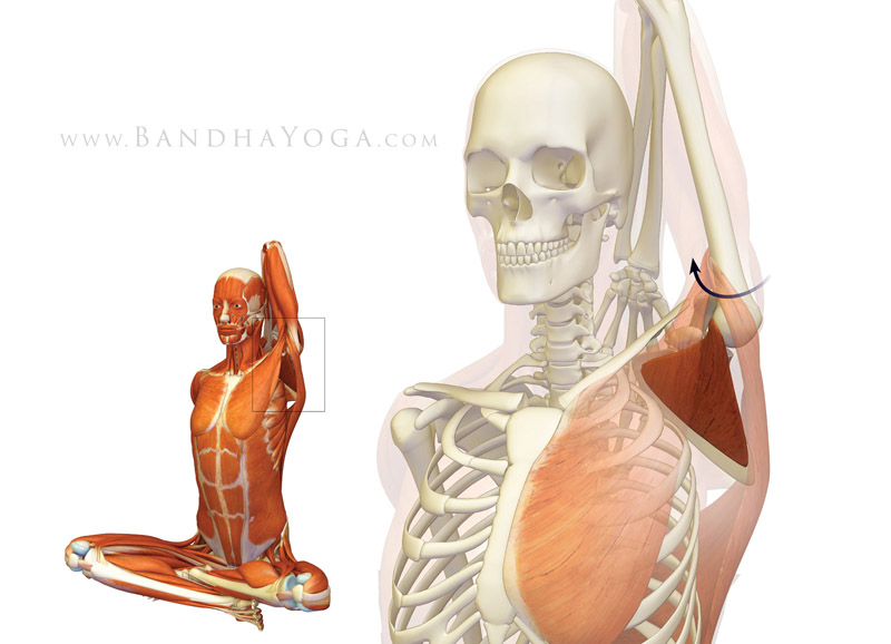 Gomukhasana Subscapularis - This image is from Shoulder Biomechanics, Part I: The Subscapularis Muscle on the Daily Bandha blog series.