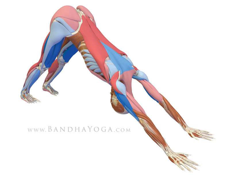 Downward Facing Dog Pose - This image is from 'The Key Poses of Yoga'. Showing musles that are stretching in pink and those that are contracting in blue.