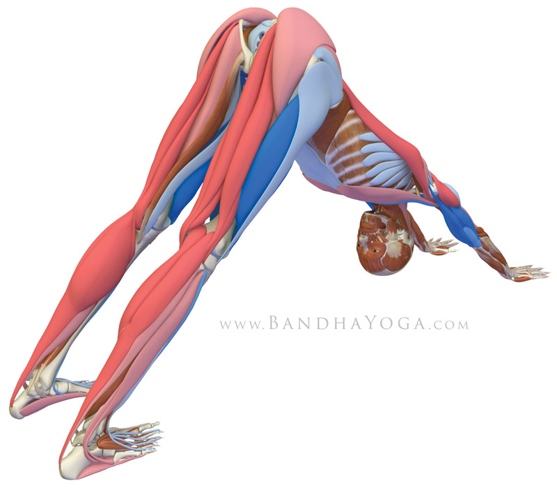 Downward Facing Dog Pose - This image is from 'The Key Poses of Yoga' book. Showing the musles that are stretching in pink and those that are contracting in blue.