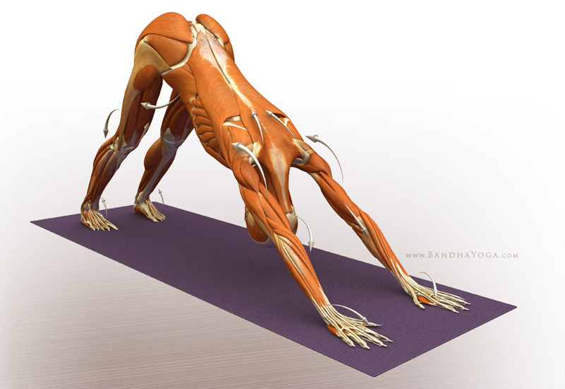 Downward Facing Dog Pose - This image is from 'Anatomy for Arm Balances and Inversions' in the 'Yoga Mat Companion' Series