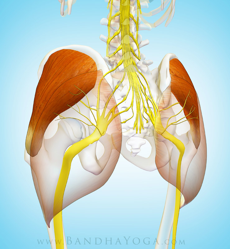 Gluteus Medius Innervation - This image is from the post The Gluteus Medius Muscle in Yoga on the Daily Bandha blog Series