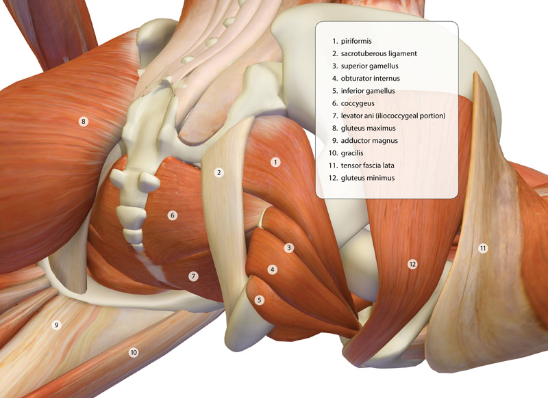 Deep Hip Muscles in Pigeon Pose - This image is from the Index of Anatomy in The Key Poses of Yoga.