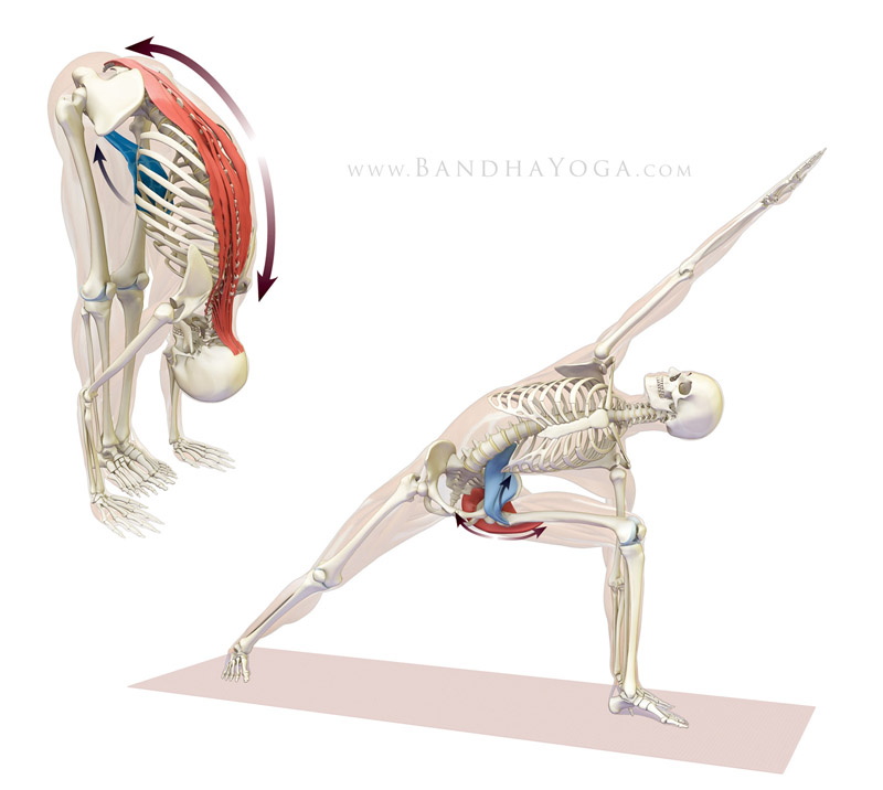 <strong>Reciprocal Inhibition</strong> - This image is from the <em>Keys Concepts</em> section in the <em>Anatomy for Vinyasa Flow and Standing Poses</em> book.