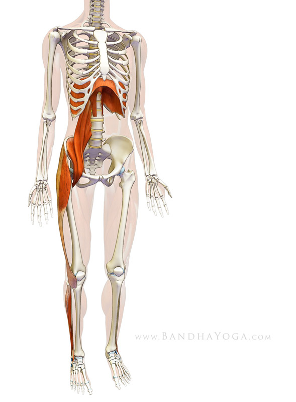 Diaphragm-Psoas Connection - This image is from Sankalpa, Visualization and Yoga: The Diaphragm-Psoas Connection on the Daily Bandha blog series.