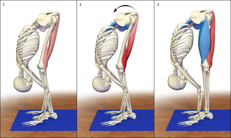 releasing the hamstrings with uttanasana