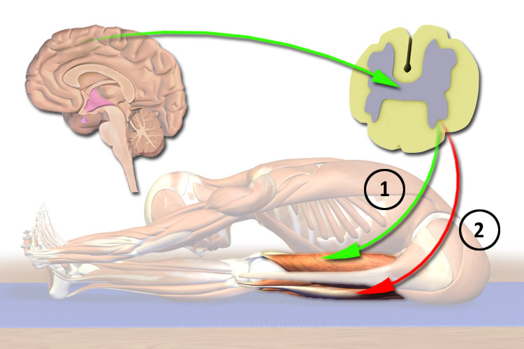 reciprocal inhibition, janusirsasana