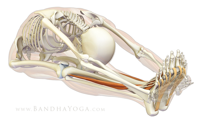 Extending the toes in Paschimottanasana deepens and strengthens the arches