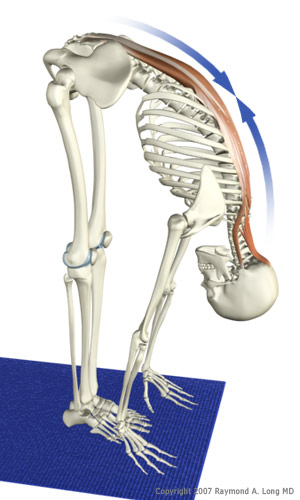 What are erector spinae stretches?