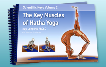 The Key Muscles of Hatha Yoga