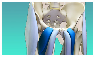 Using the Adductor Muscles in Dog Pose, Tadasana and Urdhva Hastasana