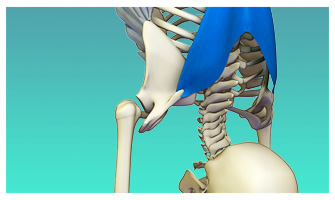 Co-Activating the Trapezius and Serratus Anterior to Expand the Chest