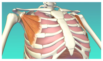 Accessory Muscles of Breath Part I
