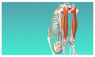 Healing the Hamstrings