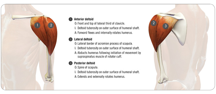 anatomy of the deltoids