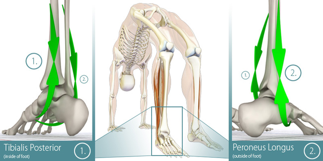 Contracting these muscles lifts the arch in Urdhva Danurasana