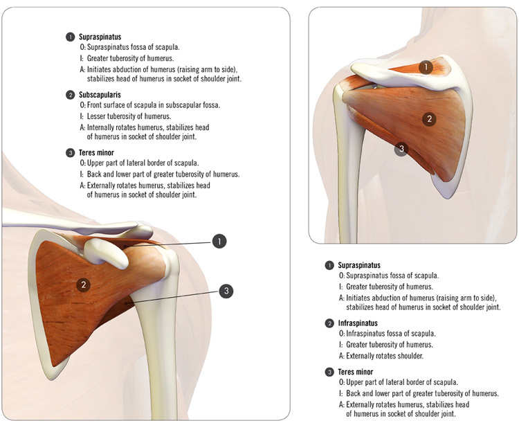 anatomy of the rotator cuff