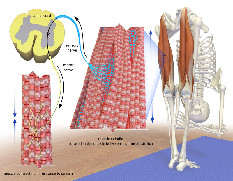 muscle spindle organ, spinal cord reflex arc