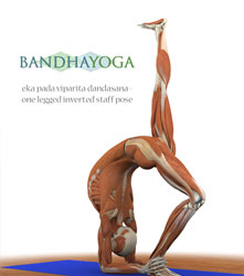 eka pada viparita dandasana, one legged inverted staff pose