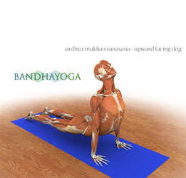 upward facing dog pose