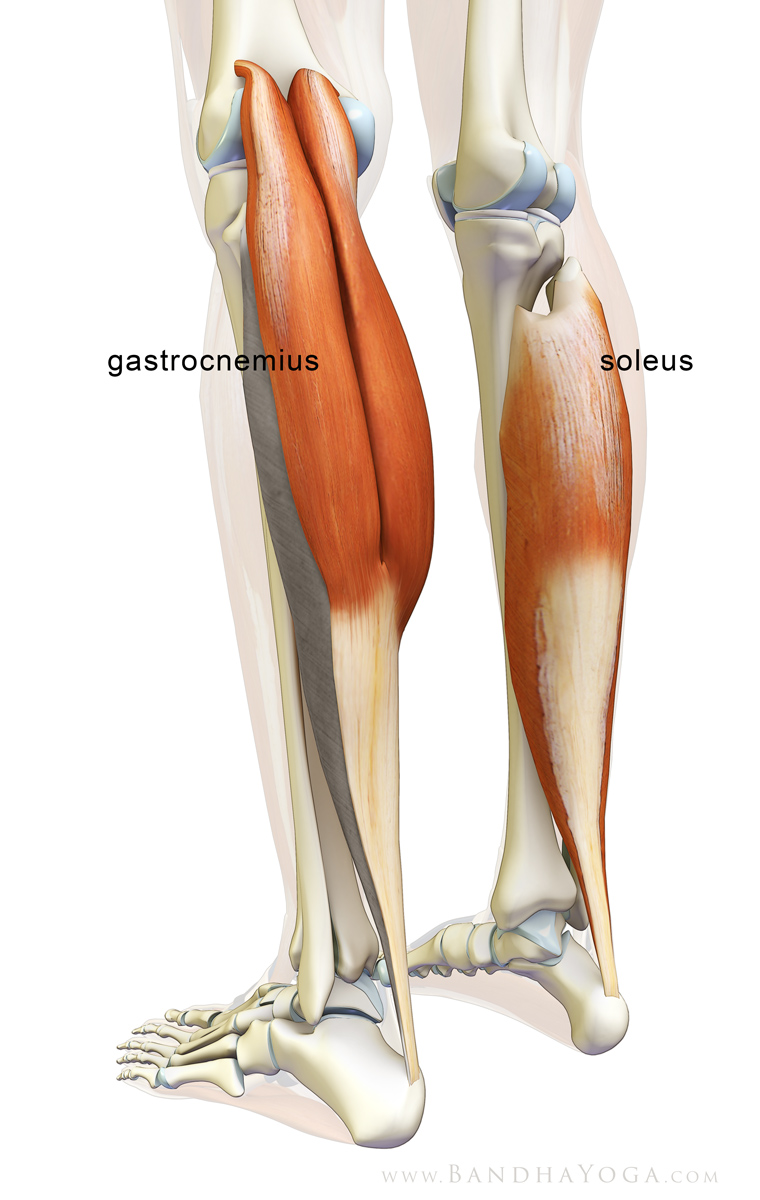 Image showing the gastrocnemius and the soleus calf muscles