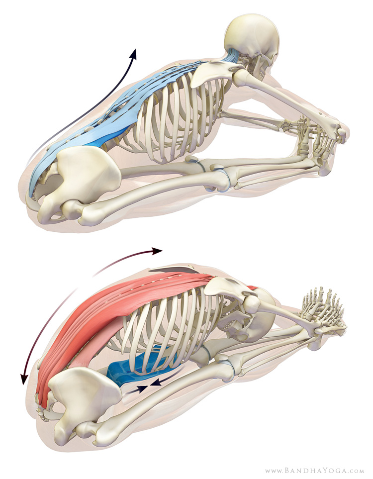 Stretching the erector spinae in paschimottanasana.