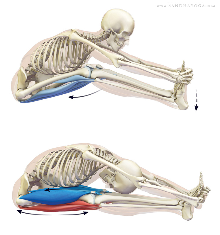 Stretching the hamstrings in paschimottanasana.