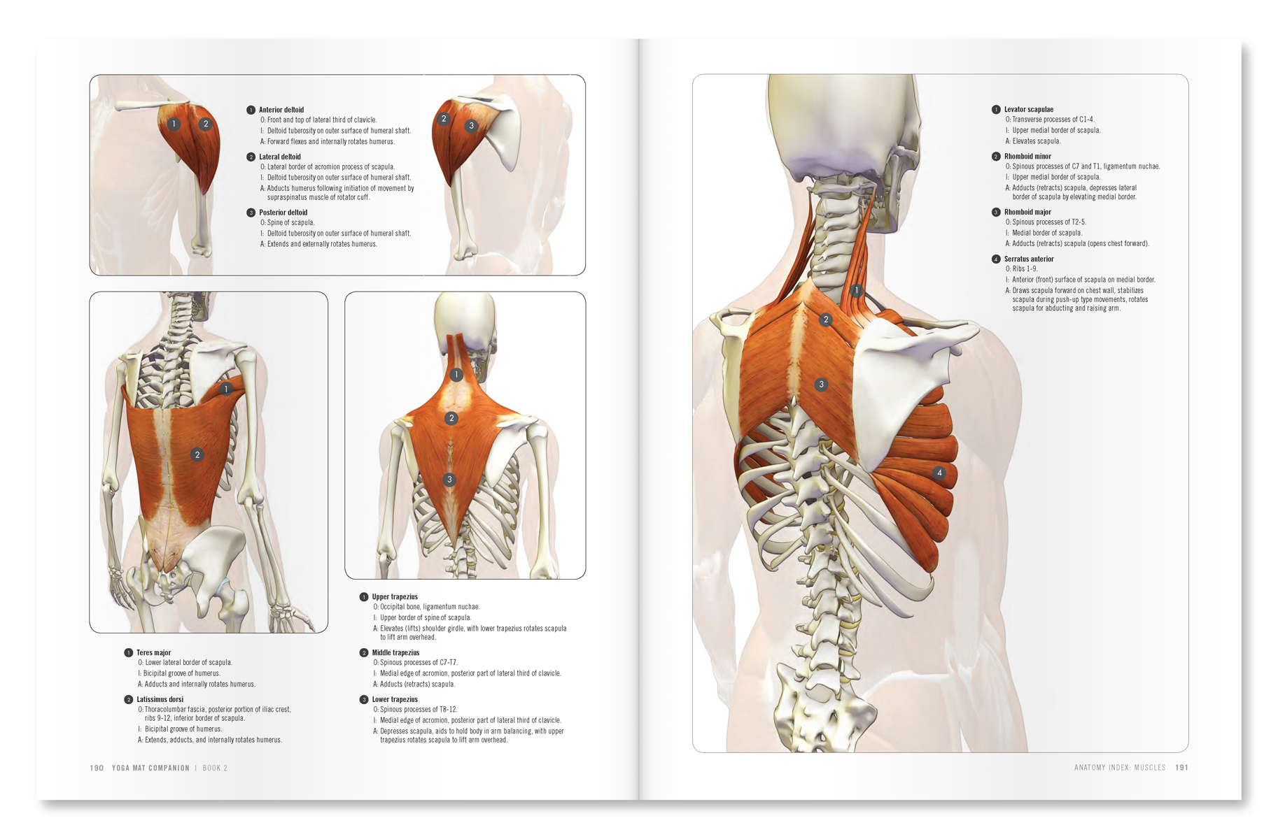 The Daily Bandha: Shoulder Kinematics in Yoga Part II: The Lower Trapezius and Serratus Anterior