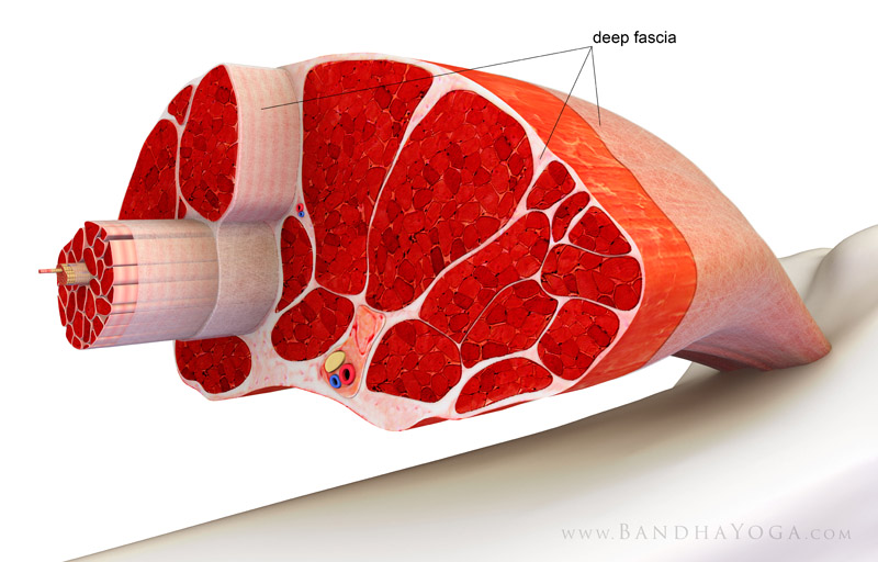 Muscle Cross Section - This image is from the article 'Plantar Fasciitis, Myofascial Connections and Yoga' on the Daily Bandha blog series