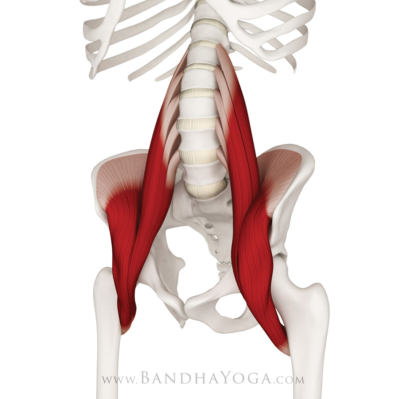 Iliopsoas - This image is from The Key Muscles of Yoga. Showing the location of the psoas muscle in the body.